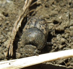 Onthophagus nuchicornis