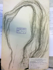 Compsopogon coeruleus