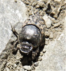 Onthophagus nuchicornis