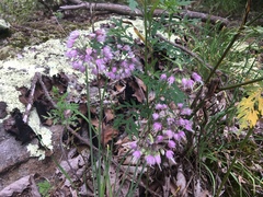 Allium allegheniense