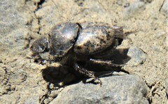 Onthophagus nuchicornis