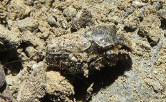 Onthophagus nuchicornis