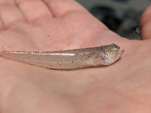 Munro's sandfish (Crapatalus munroi) — Leptoscopidae