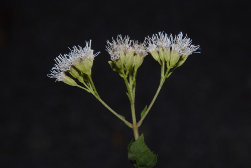 Florida Keys Thoroughwort (Koanophyllon villosum)