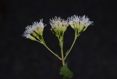 Koanophyllon villosum, photograph (c) Brian Finzel, some rights reserved (CC BY-SA)