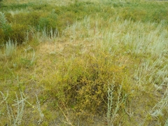 Spiraea hypericifolia