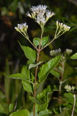 Koanophyllon villosum, photograph (c) Brian Finzel, some rights reserved (CC BY-SA)