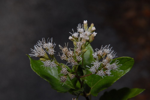 Image of Koanophyllon villosum by (c) Brian Finzel, some rights reserved (CC BY-SA)
