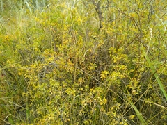 Spiraea hypericifolia