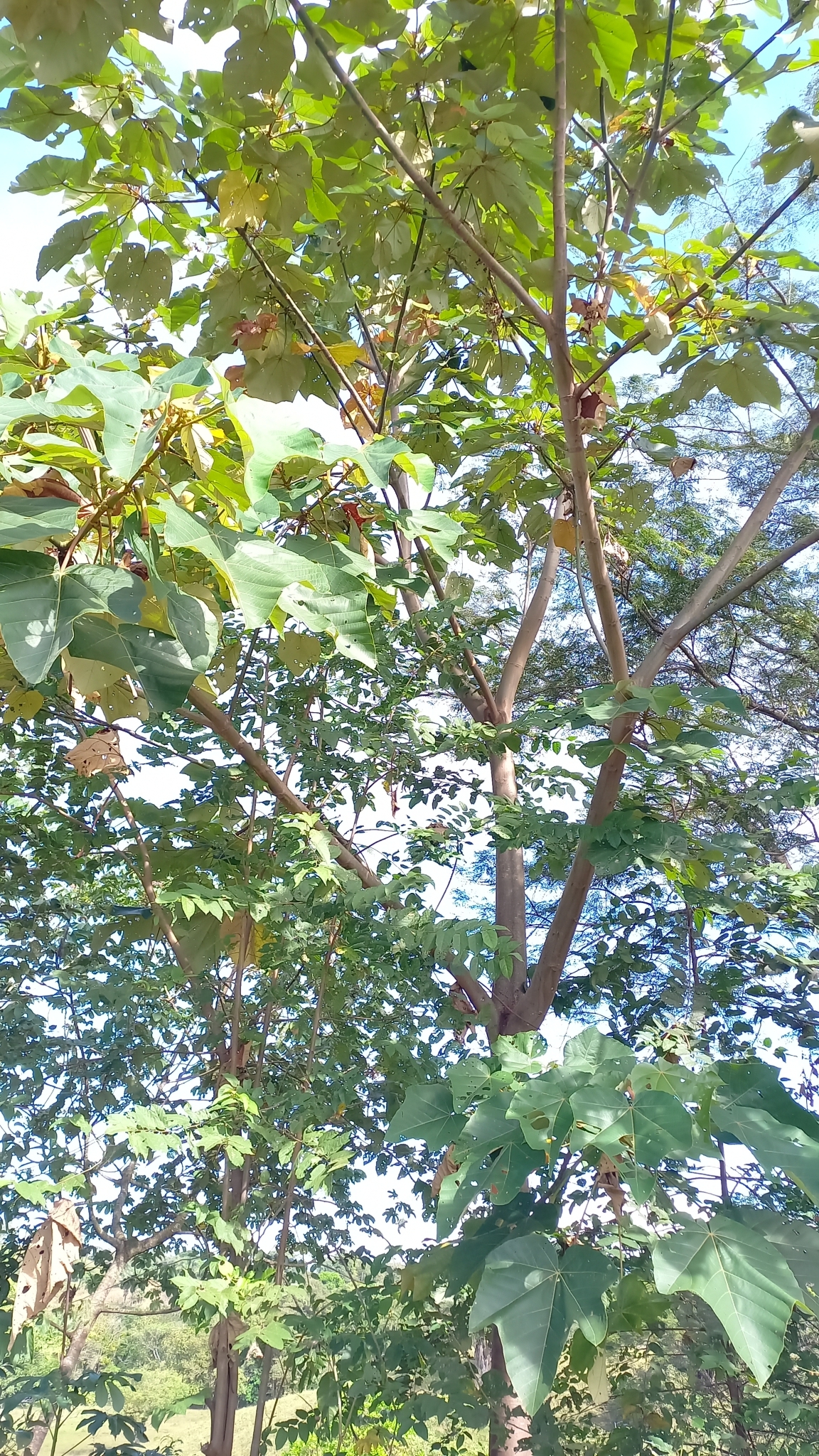 Imagem de Paineira