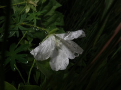 Magnoliopsida