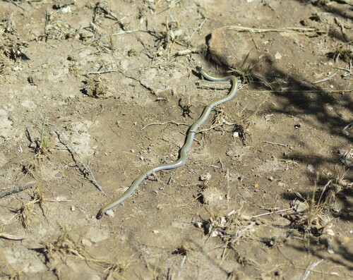 Freiberg's Blind Snake