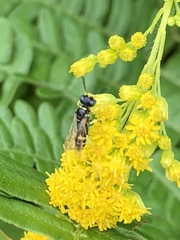 Philanthus bilunatus