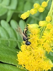 Philanthus bilunatus