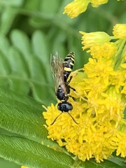 Philanthus bilunatus