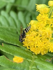 Philanthus bilunatus
