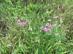 Allium allegheniense