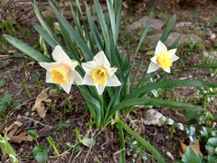 Narcissus