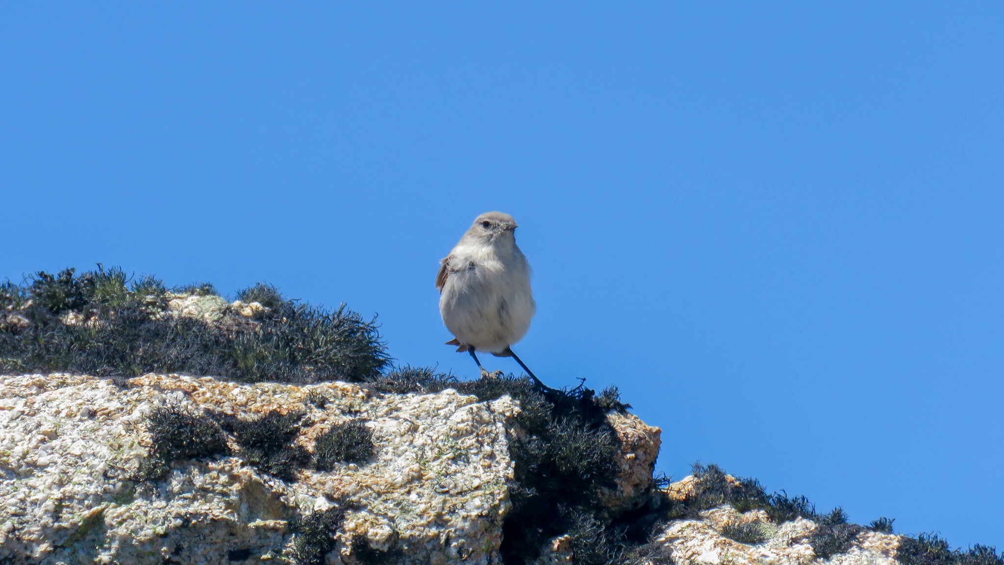 Cinereous Ground Tyrant (Muscisaxicola cinereus), photo 7