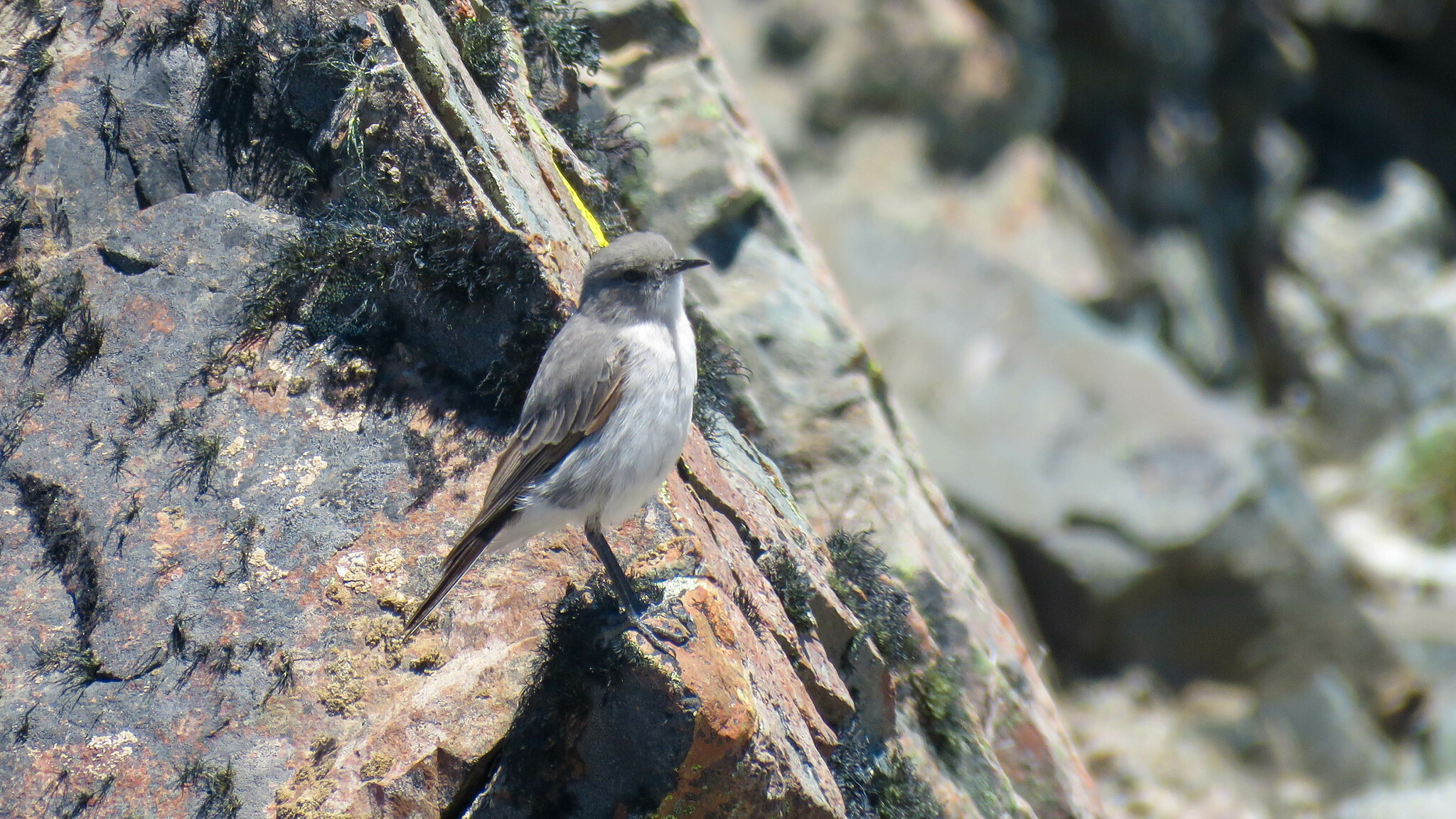 Cinereous Ground Tyrant (Muscisaxicola cinereus), photo 6