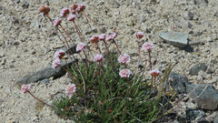 Armeria curvifolia, photograph Ariadna Tripaldi, CC BY, iNaturalist via GBIF