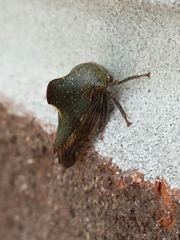 Telamona monticola