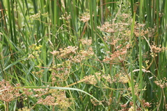 Tordylieae
