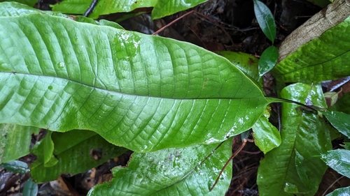 Image of Tectaria singaporiana by (c) Svend Hansen, some rights reserved (CC BY)