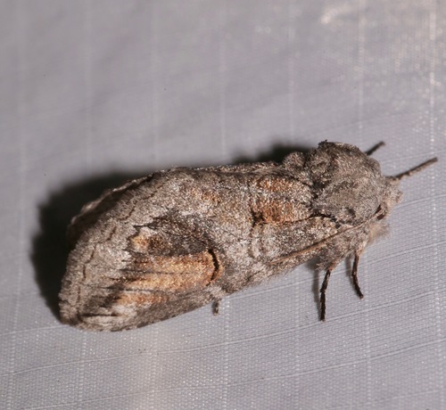 Heterocampa secessionis