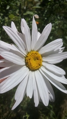 Leucanthemum × superbum