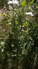 Leucanthemum × superbum