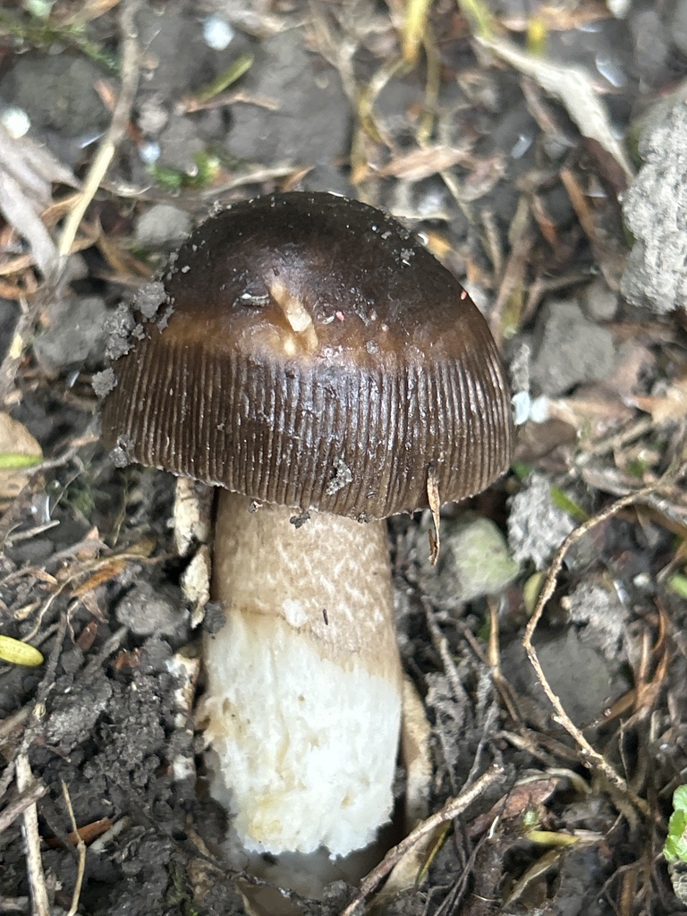 Amanita pekeoides · January 2025 · photo: © katrina_muir (iNaturalist, cc0)