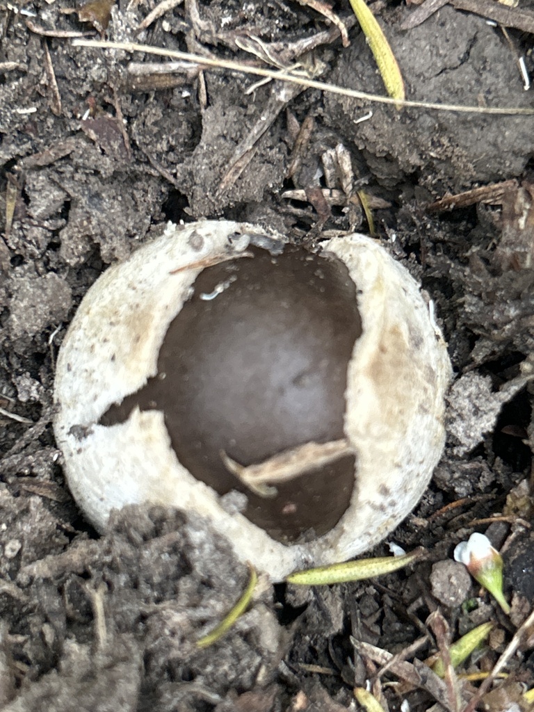 Amanita pekeoides · January 2025 · photo: © katrina_muir (iNaturalist, cc0)
