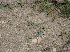 Cicindela denikei