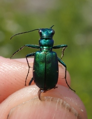 Cicindela denikei