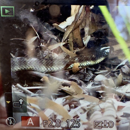 Tiger Snake sighting