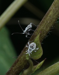 Acanthocoris scaber