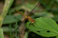 Sympetrum rubicundulum