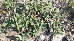 Oxybasis glauca glauca