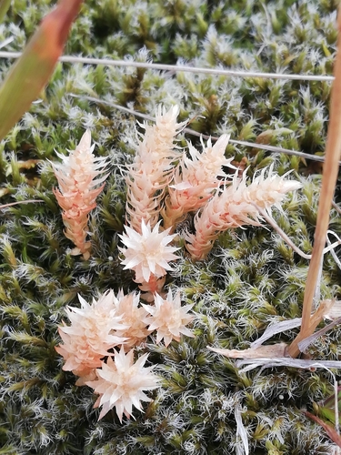 Selaginella selaginoides iNat (1)