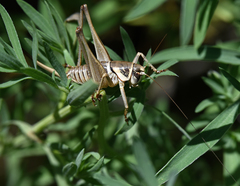 Pediodectes stevensonii