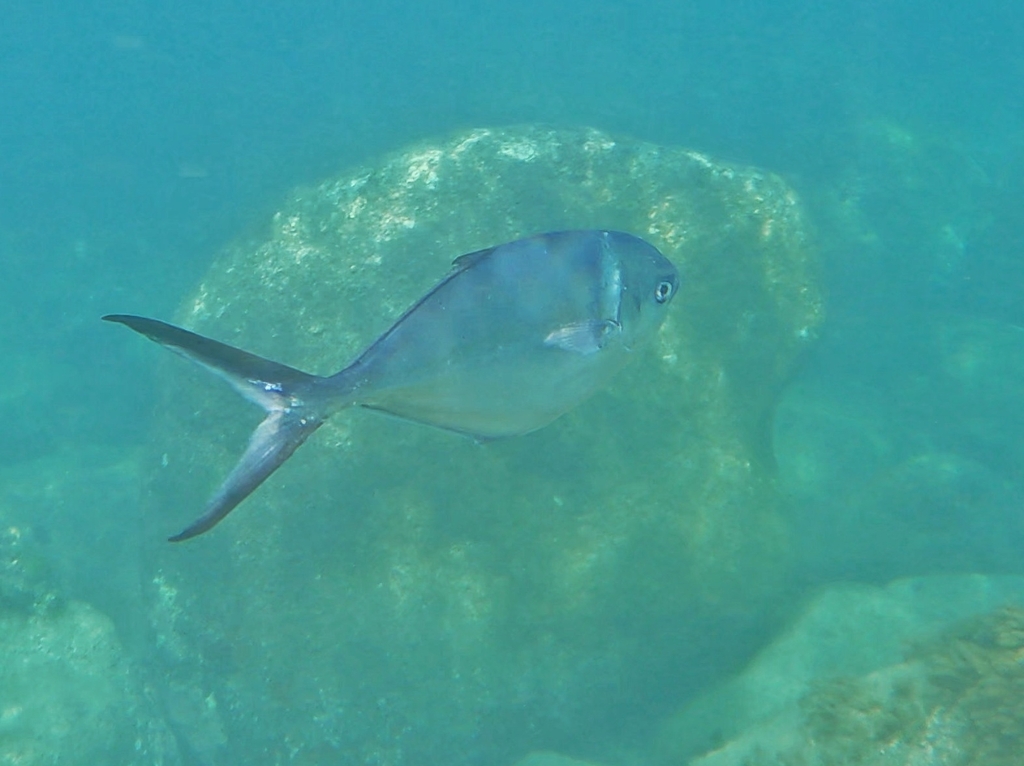 Steel pompano (Trachinotus stilbe) — Carangidae