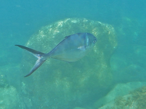 Steel pompano (Trachinotus stilbe) — Carangidae