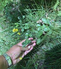 Hieracium paniculatum