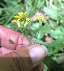 Hieracium paniculatum