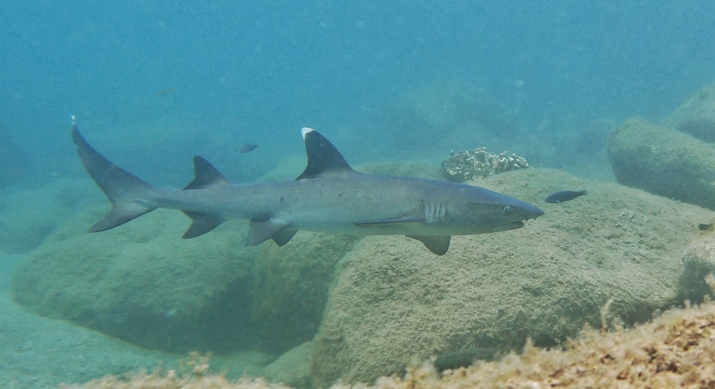 Whitetip reef shark swimming over rocky reef