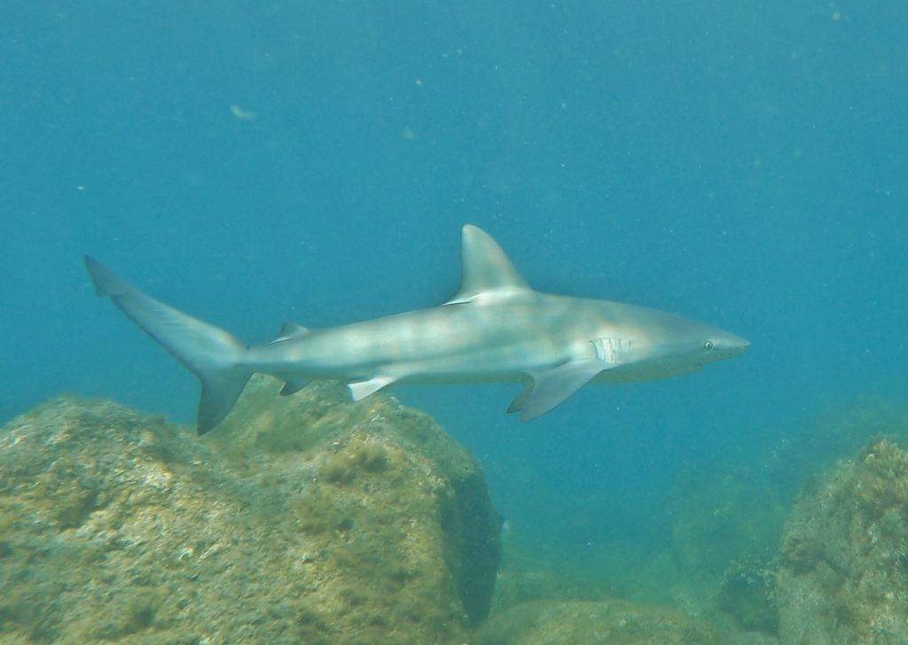 Galápagos shark passing over rocks in green water