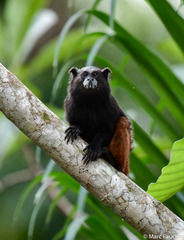 Saguinus weddelli weddelli