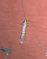 Nectopsyche exquisita