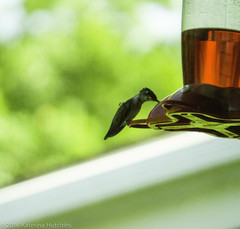 Archilochus colubris